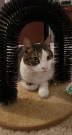 Interactive Cat Toys,Cat Arch Self Groomer Cat Brush,Cat Scratcher